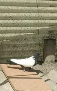 سینه ای مشکی نر