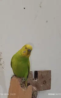 جفت مرغ عشق