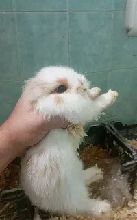 بچه خرگوش لوپ