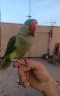 شاه طوطی گمشده