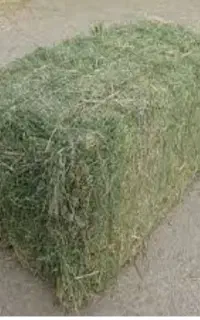 پرس یونجه