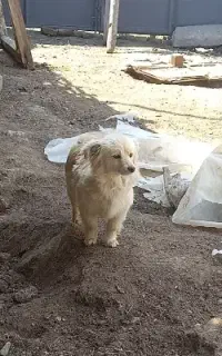 سگ پاکوتاه