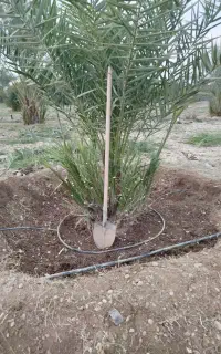 هرس کردن درخت و علف زنی