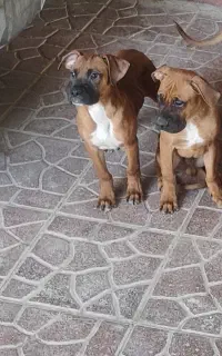 توله سگ باکسر