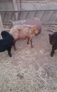میش هرچه زوتر باید کشته بشه