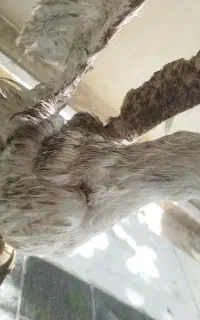 مرغ ماهی خوار