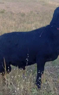 قوچ