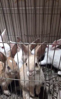 خرگوش بچه خرگوش نر و ماده