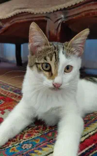 واگذاری سرپرستی رایگان گربه