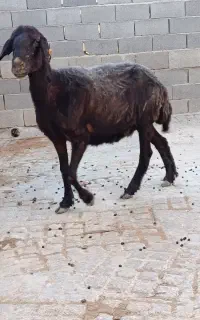 گوسفند جوان ابستن