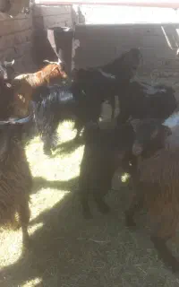 کهره چاق و بره چاق