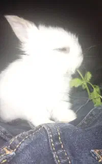 خرگوش
