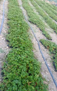 نهال توت فرنگی