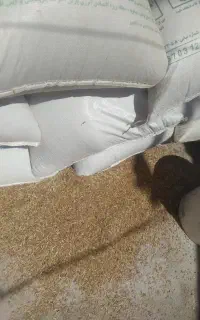 گندم وجو