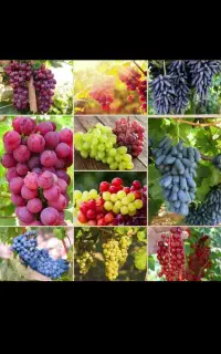 انواع نهال انگور ایرانی وخارجی موندراب