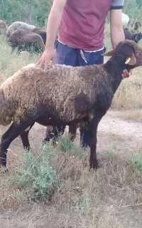 قوچ هترو بشرط راندن