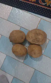 سیب زمینی بذری جلی مدل ۴۰۲