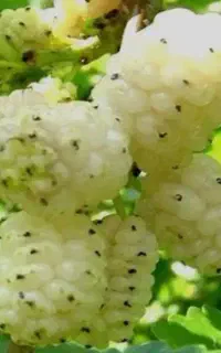 نهال توت هرات