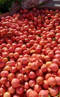 آب انار طبیعی زیرتنگ سیاب