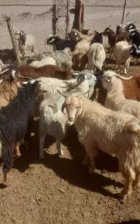 کهره نر