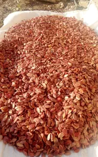 تخمه هندوانه بذری