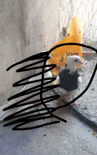 طوقی گمشده