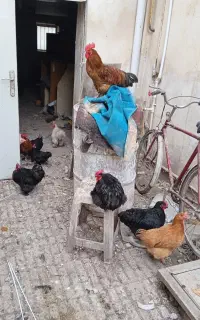 فروش انواع مرغ و خروس پاچینی