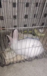 خرگوش