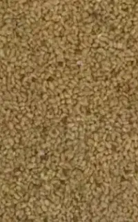 تخم یونجه