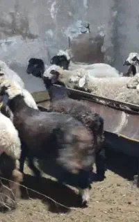 بره