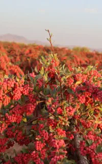 فروش زرشک شاخه کیلویی ۱۵۰حدود ۴۰ تن