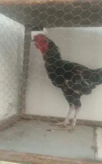 خروس لاری