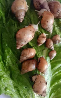 حلزون محصوص حلزون ترابی ۵۰