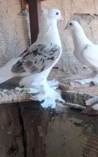کبوتران مرند