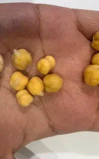 پخش عمده نخود و لوبیا چیتی و عدس و لپه و دال