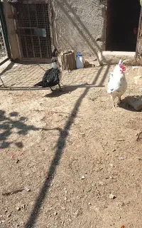 خروس گلین