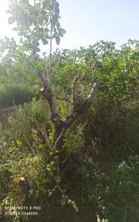 پتال هرس باغات پسته