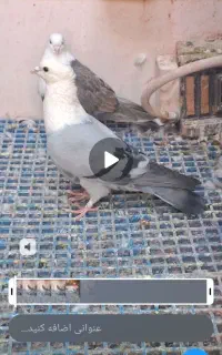 کفتر کلاغ کربلایی کاکلی وکل کله سفید