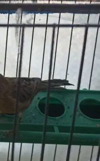 پرنده