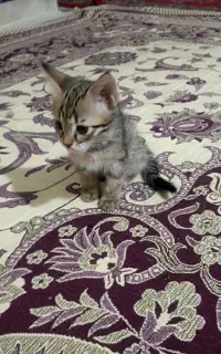 گربه