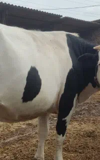 گاو مونت