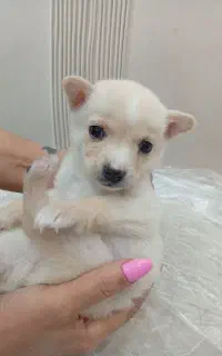 سگ مینیاتوری