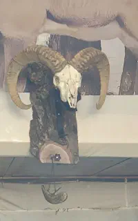 شاخ قوچ 6 ساله