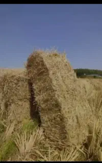 کاه /سرچینا