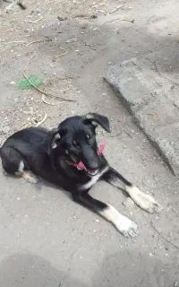 سگ نگهبان دورگه