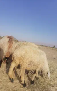 8 عدد بره ماده
