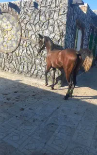 کره نریون ۲۳ماهه