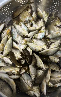 «بچه ماهی»کپور (اصلاح شده)