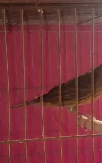 قناری نر جوان