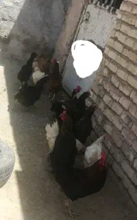 مرغ خروس